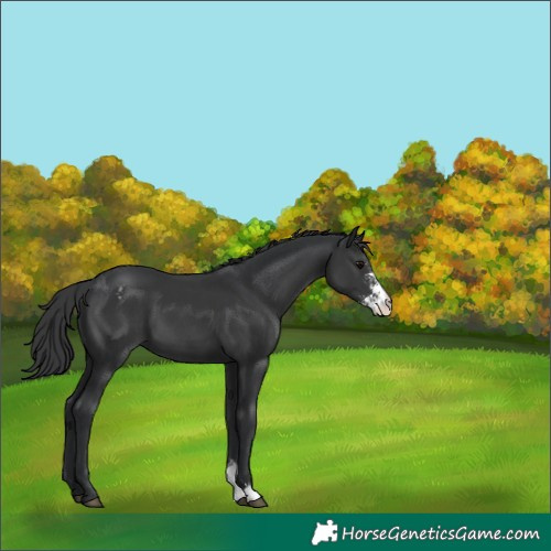 Horse Color:Black Sabino Appaloosa 