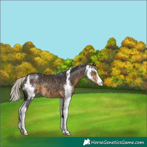 Horse Color:Silver Smoky Black Sabino 