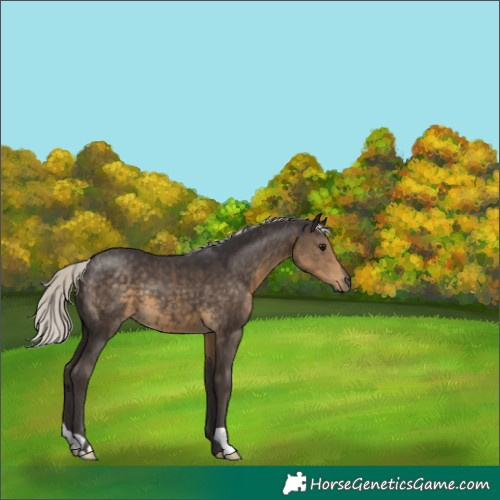 Horse Color:Silver Smoky Black 
