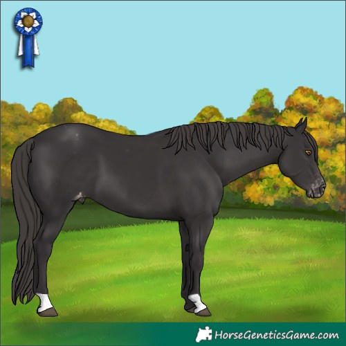 Horse Color:Smoky Black Appaloosa 