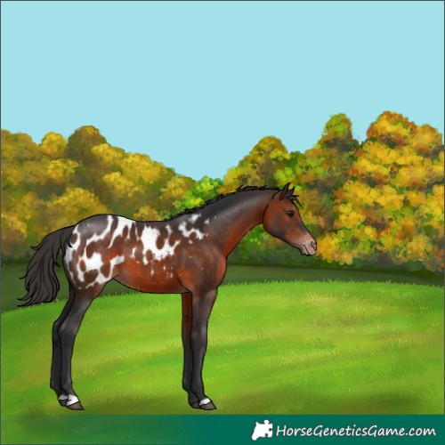 Horse Color:Brown Appaloosa 