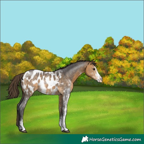 Horse Color:Buckskin Sabino Appaloosa Rabicano 