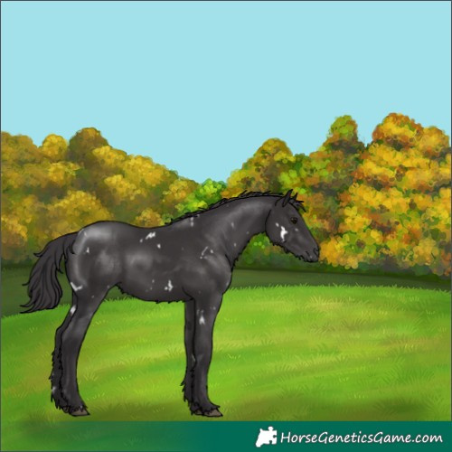 Horse Color:White Spotted Smoky Black Rabicano 