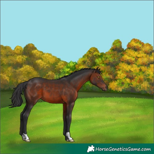 Horse Color:Brown 