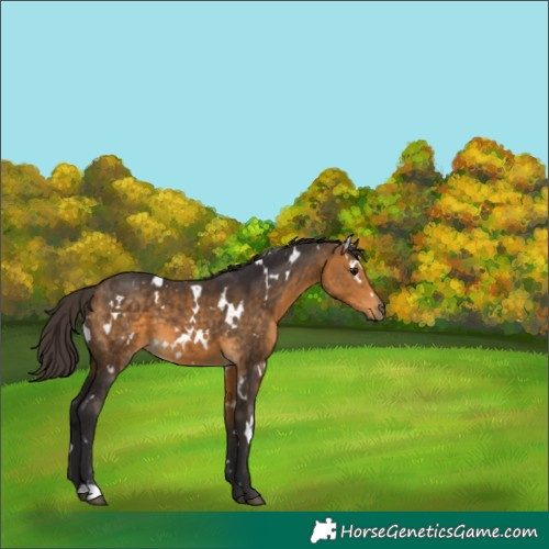 Horse Color:White Spotted Buckskin 