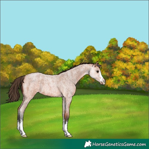 Horse Color:Bay Roan Appaloosa 