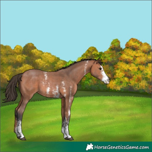 Horse Color:Bay Sabino 