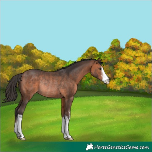 Horse Color:White Spotted Bay Rabicano 