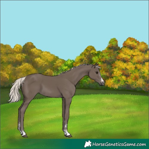 Horse Color:Silver Black 