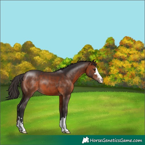 Horse Color:Brown 