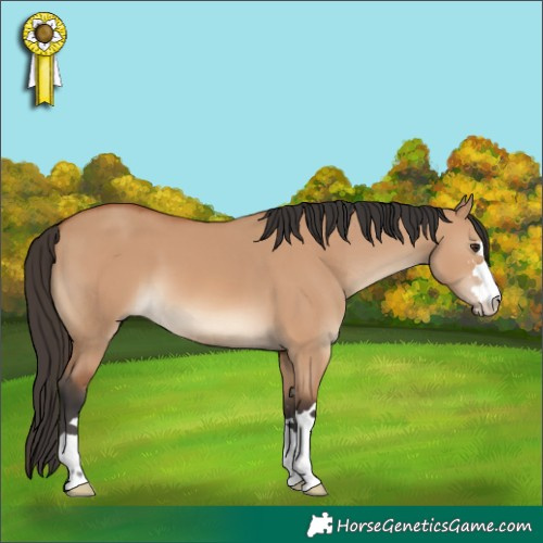 Horse Color:Bay Dun 