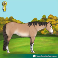 Horse Color:Bay Dun