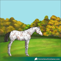 Horse Color:White Spotted Brown Ice Appaloosa