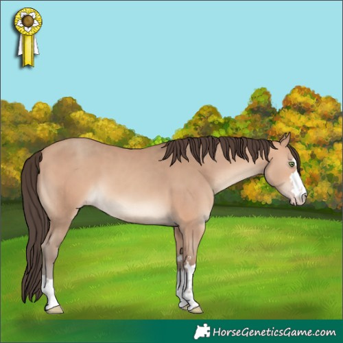Horse Color:Amber Champagne 