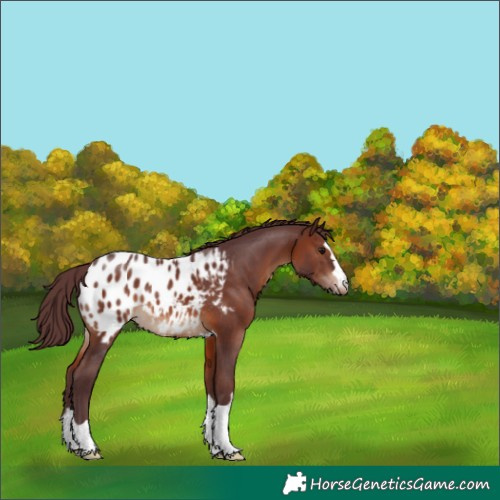 Horse Color:Chocolate Brown Appaloosa 