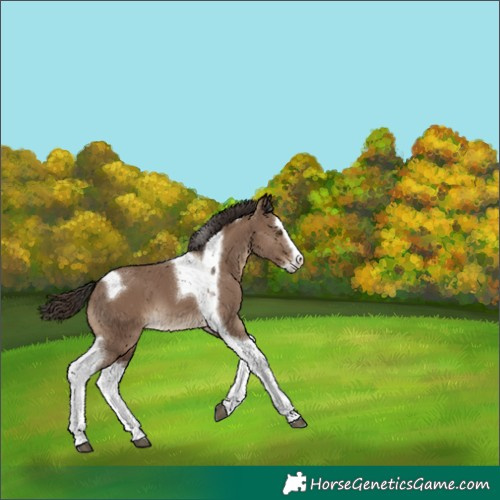 Horse Color:Liver Red Dun Splash Tobiano 