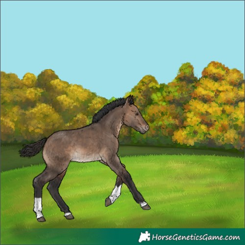 Horse Color:Brown Dun Tobiano 
