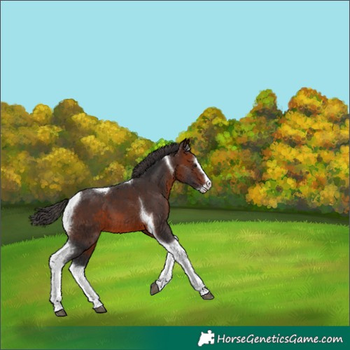 Horse Color:Bay Splash Tobiano 