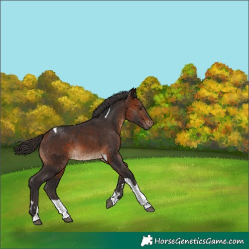 Horse Color:Bay Tobiano 