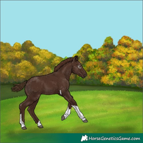 Horse Color:Gray Chestnut Tobiano 