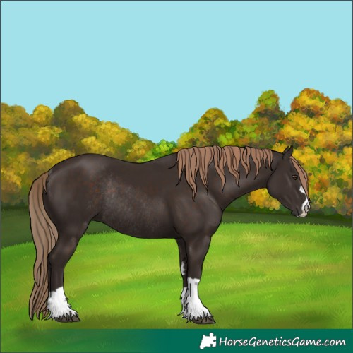 Horse Color:Liver Chestnut Rabicano 