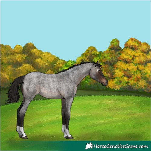 Horse Color:Gray Bay Roan Tobiano 
