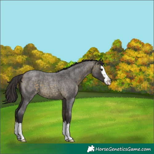 Horse Color:Buckskin Roan Splash 