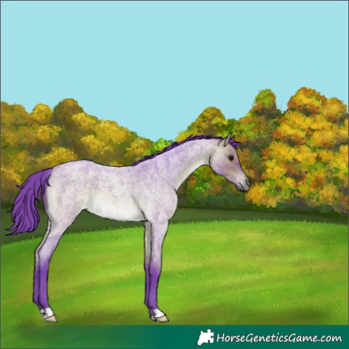Horse Color:Watercolor Bay Roan 