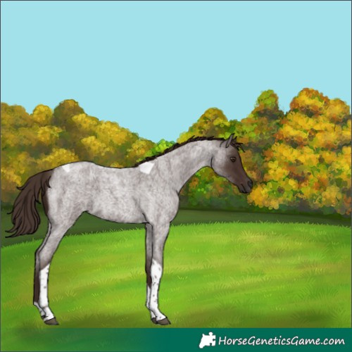 Horse Color:Liver Red Roan Tobiano 