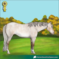 Horse Color:Gray Silver Sable Champagne Roan Dun Sabino 