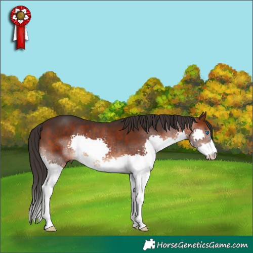 Horse Color:Brown Splash 