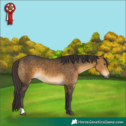 Horse Color:Buckskin 