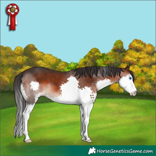 Horse Color:Brown Splash 