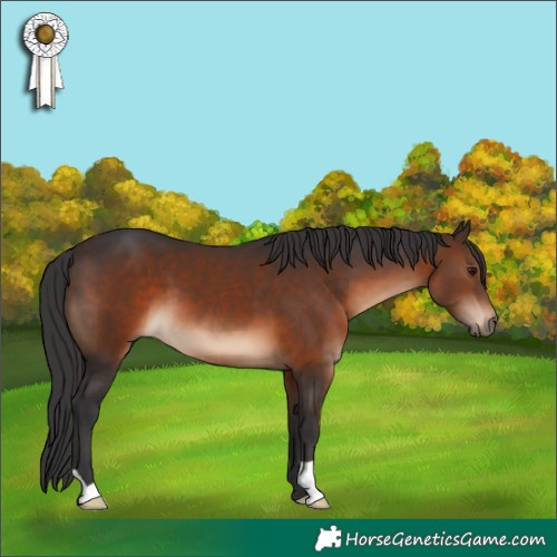 Horse Color:Brown 