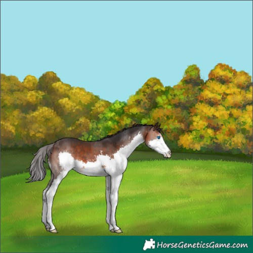 Horse Color:Brown Splash 