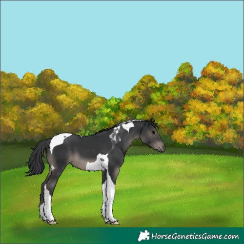 Horse Color:Black Tobiano 