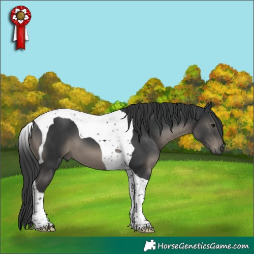 Horse Color:Black Tobiano 
