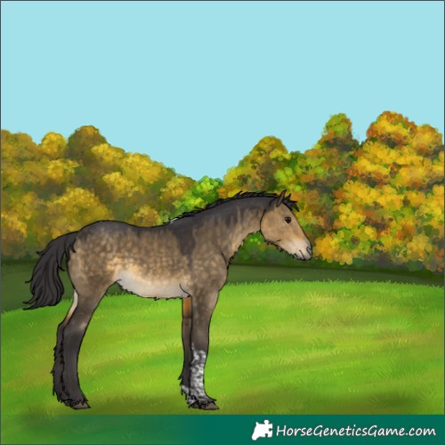 Horse Color:Buckskin Dun Tobiano 