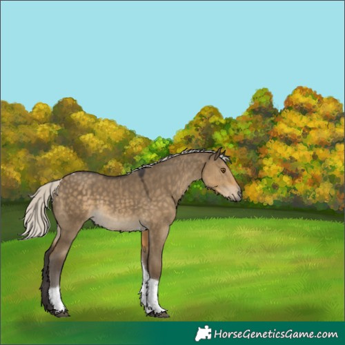 Horse Color:Silver Smoky Grullo Tobiano 