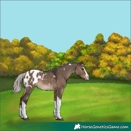 Horse Color:Silver Brown Dun Splash Tobiano Appaloosa 