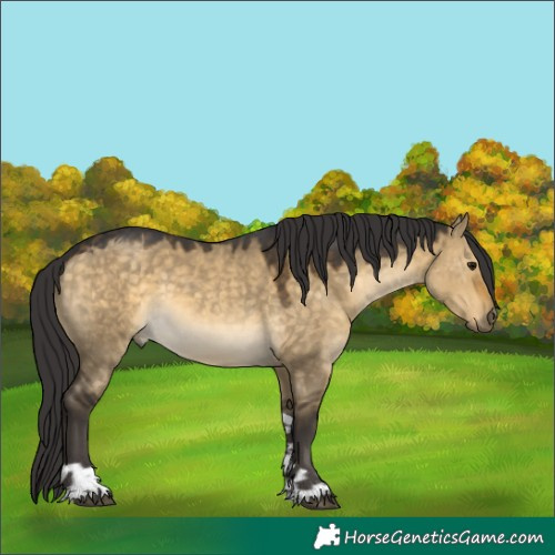 Horse Color:Buckskin Dun Tobiano 