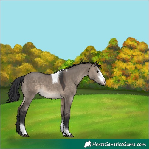 Horse Color:Brown Dun Sabino Tobiano 