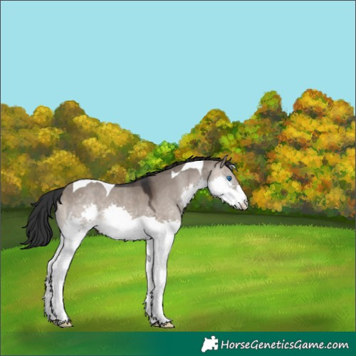 Horse Color:Brown Dun Splash Tobiano 