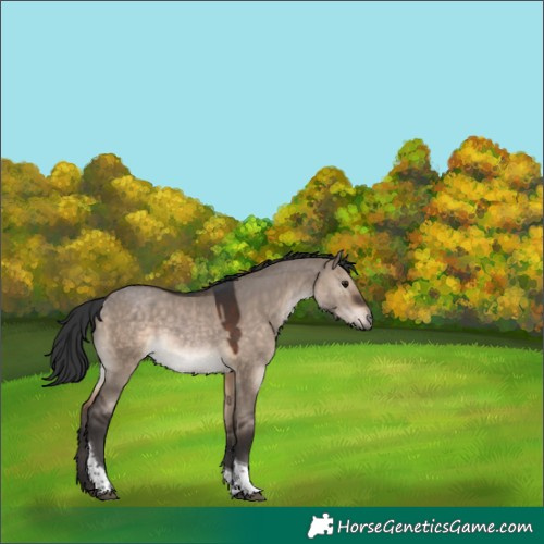 Horse Color:Brown Dun Tobiano 