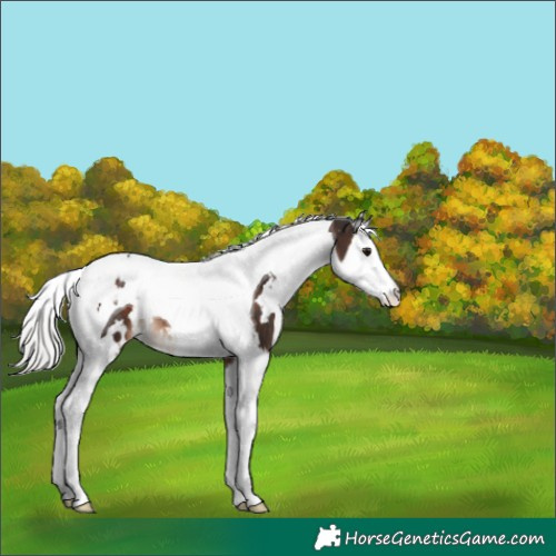 Horse Color:White Spotted Silver Brown Splash Tobiano 