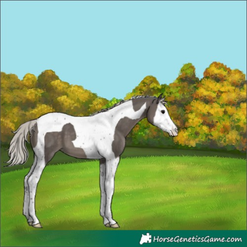 Horse Color:White Spotted Silver Black Splash Tobiano 