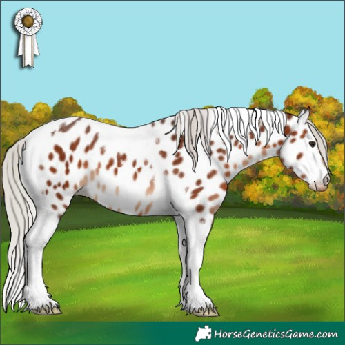 Horse Color:Silver Brown Tobiano Appaloosa 