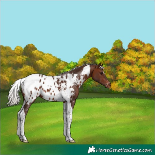 Horse Color:Silver Brown Tobiano Appaloosa 