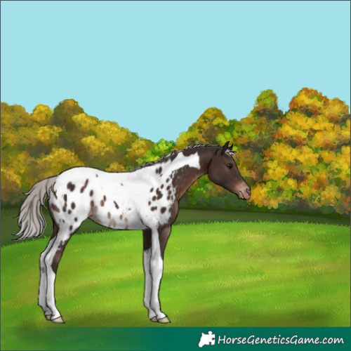 Horse Color:Silver Brown Tobiano Appaloosa Rabicano 