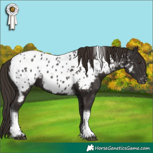 Horse Color:Liver Chestnut Tobiano Appaloosa 